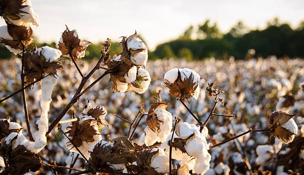 Cotton Field